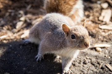 Obraz premium écureuil à new york