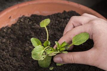 Close up - boy hand planting young flower .Agriculture and environment background.