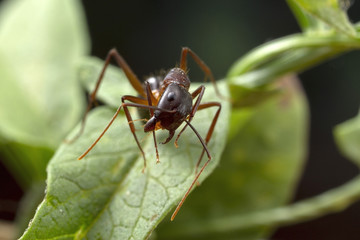 Macro photo at high magnification of an ant