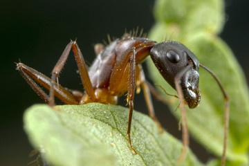 Macro photo at high magnification of an ant