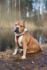 American Staffordshire Terrier dog sitting outdoors in the forest