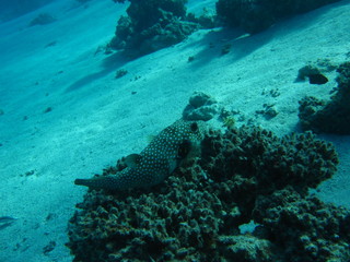 Fish is sitting on the corals. The coral reef. Underwater paradise for scuba diving, freediving. Red sea, Dahab, Egypt.