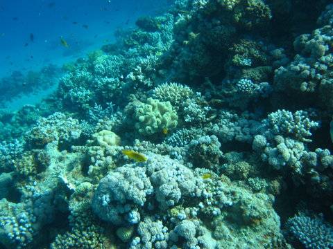 Fototapeta The coral reef on the sand bottom. Underwater paradise for scuba diving, freediving. Red sea, Dahab, Egypt.