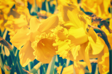 Fototapeta premium Spring flowers. Yellow daffodils closeup