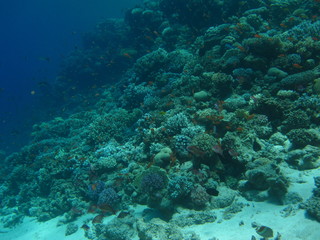 Fototapeta na wymiar The coral reef on the sand bottom. Underwater paradise for scuba diving, freediving. Red sea, Dahab, Egypt.
