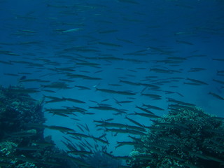 Fototapeta na wymiar School of barracuda fish with divers at Dahab, Red sea, Egypt, Sinai.