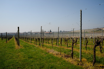 Vigne filari di Amarone in primavera, Valpolicella, Italia