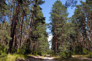 Beautiful landscape with road through pine forest.