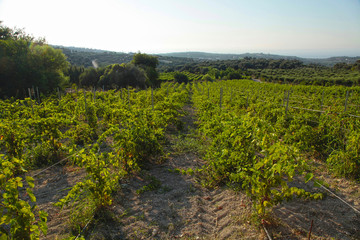 Fototapeta na wymiar Panoramic view of a vineyard in Crete, Greece.