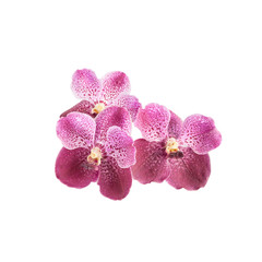  Purple  orchid flowers  on white background