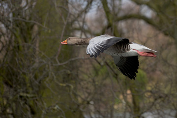 Greylag Goose, goose