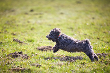 Havanese dog running and jumping