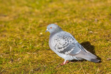 Pigeons in city park