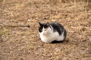 Homeless cat on the grass.