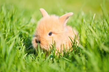 Fototapeta premium Baby rabbit in green grass