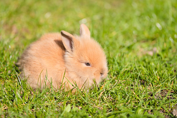 Fototapeta premium Baby rabbit in green grass