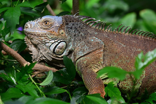 An iguana poses for its portrait in the gardens.