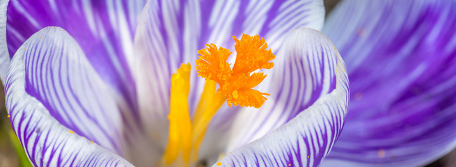 Krokus Blüte im Detail