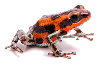 Strawberry poison dart frog Panama