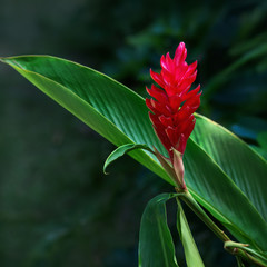 Ginger red tropical flower plant square composition