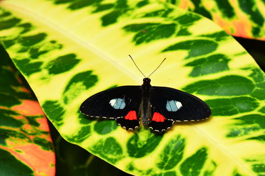 A Pink Cattleheart butterfly lands in the gardens.