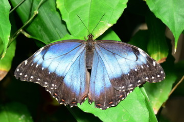 A pretty blue morpho butterfly lands in the gardens for a visit.