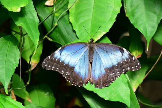 A pretty blue morpho butterfly lands in the gardens for a visit.
