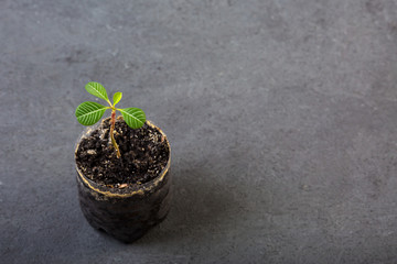 Earth day. The sprout reaches for the sky