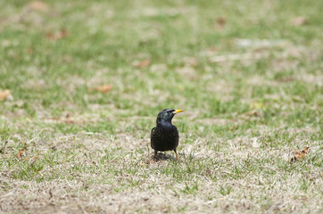 European Starling pauses foraging