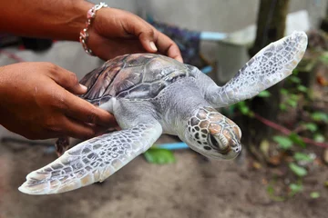 Crédence en verre imprimé Tortue tortue de mer dans les mains