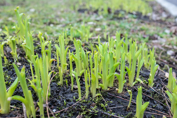 Earth day. The sprout reaches for the sky. Background with copy space