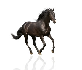 Obraz na płótnie Canvas isolate of the black horse run
