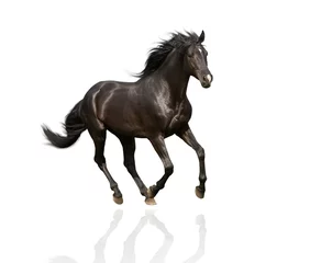 Papier Peint photo autocollant Chevaux isolat de la course du cheval noir