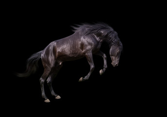 Fototapeta na wymiar isolate of the black dangerous horse