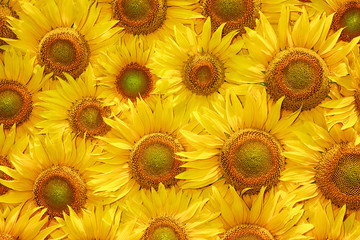 Fototapeta premium yellow sunflower bloom texture