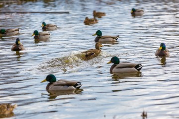 Mallard ducks photographed in city park