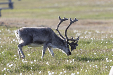 Grazing Svalbard reindeer, Svalbard, Arctic.