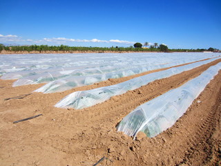 ag mulch plastics in agriculture