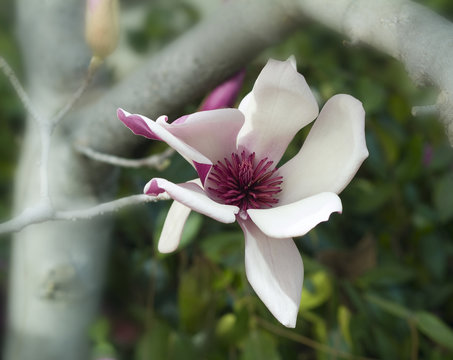Blooming pink and white magnolia 
