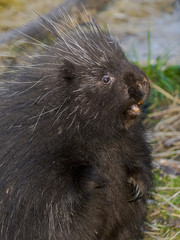 North American porcupine