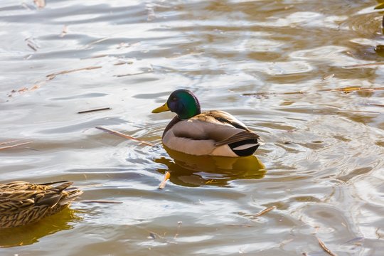 Mallard ducks photographed in city park