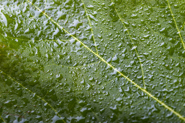 macro green leaf with water drops