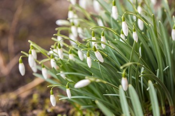 Snowdrops flowers blooming
