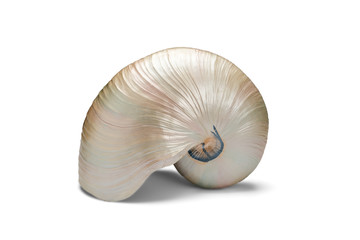 Snail Shell Over a White Background