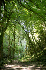 Un chemin dans les sous bois recouvert par de grands arbres 