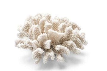 A Spiny White Ornamental Coral Over a White Background