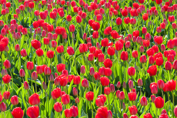 Fototapeta premium Tulip culture, Netherlands