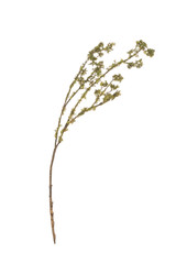 Artificial Mossed Branch or Twig