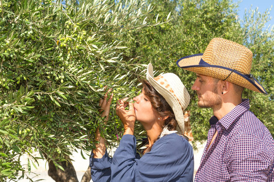 Young farmers in olive tree grove