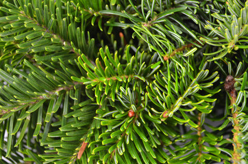 Fototapeta premium Fir tree, close up